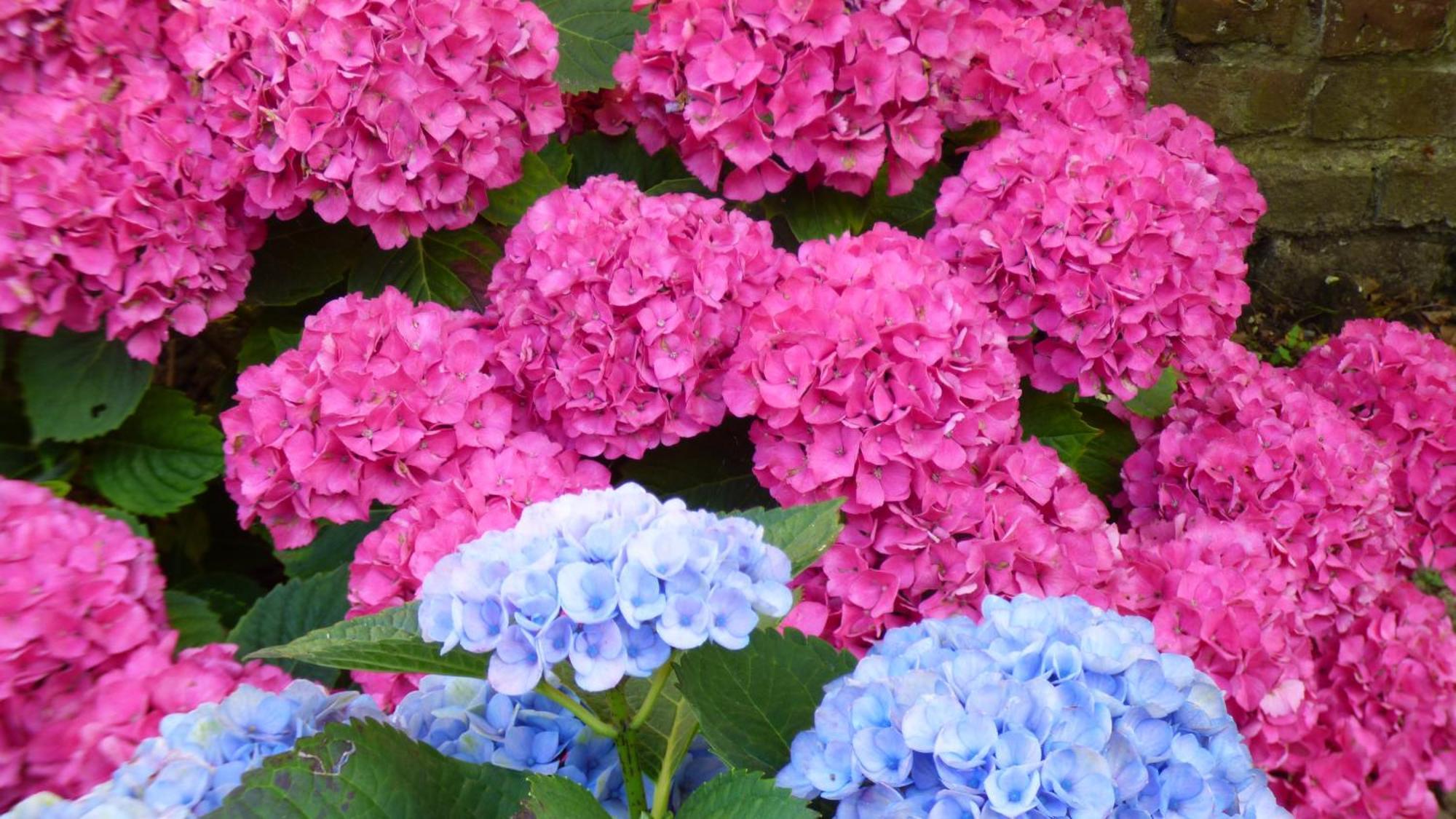 Les Hortensias Appartement Sangatte
